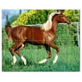thumbnail image 1 of Horse Photo Ceramic Tile Mural Kitchen Backsplash Bathroom Shower, 405261-XL54, 1 of 3