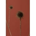 thumbnail image 2 of 1x Studio III 17x24 White Modern Wood Framed Museum Art Print Titled - Thistle Rust Red 04, 2 of 4