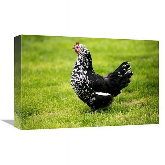 12 x 18 in. Domestic Chicken, Gournay Hen, Standing on Grass, Normandy, France Art Print - Gerard Lacz