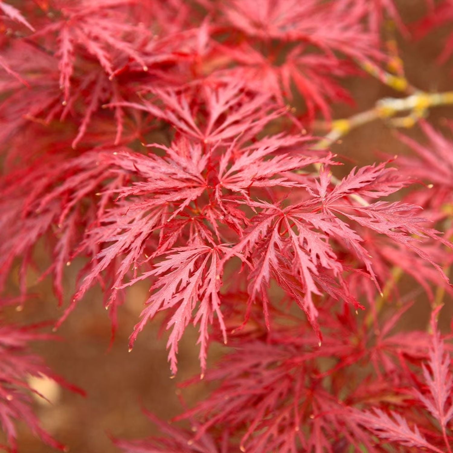 Expert Gardener 2-3' Maple Japanese Twombly’s Red Sentinel in 1 gal. Grower Pot
