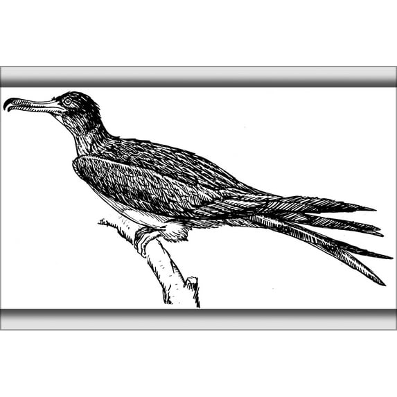 24"x36" Gallery Poster, Frigate bird drawing