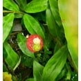 thumbnail image 6 of Pack 5 Hawaiian Awapuhi Shampoo Ginger Rhizomes Pinecone Ginger Red Ginger Lily Bulbs, Grow Indoor or Outdoor, 6 of 6