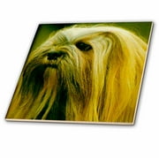 3dRose Lhasa Apsos - Ceramic Tile, 8-inch