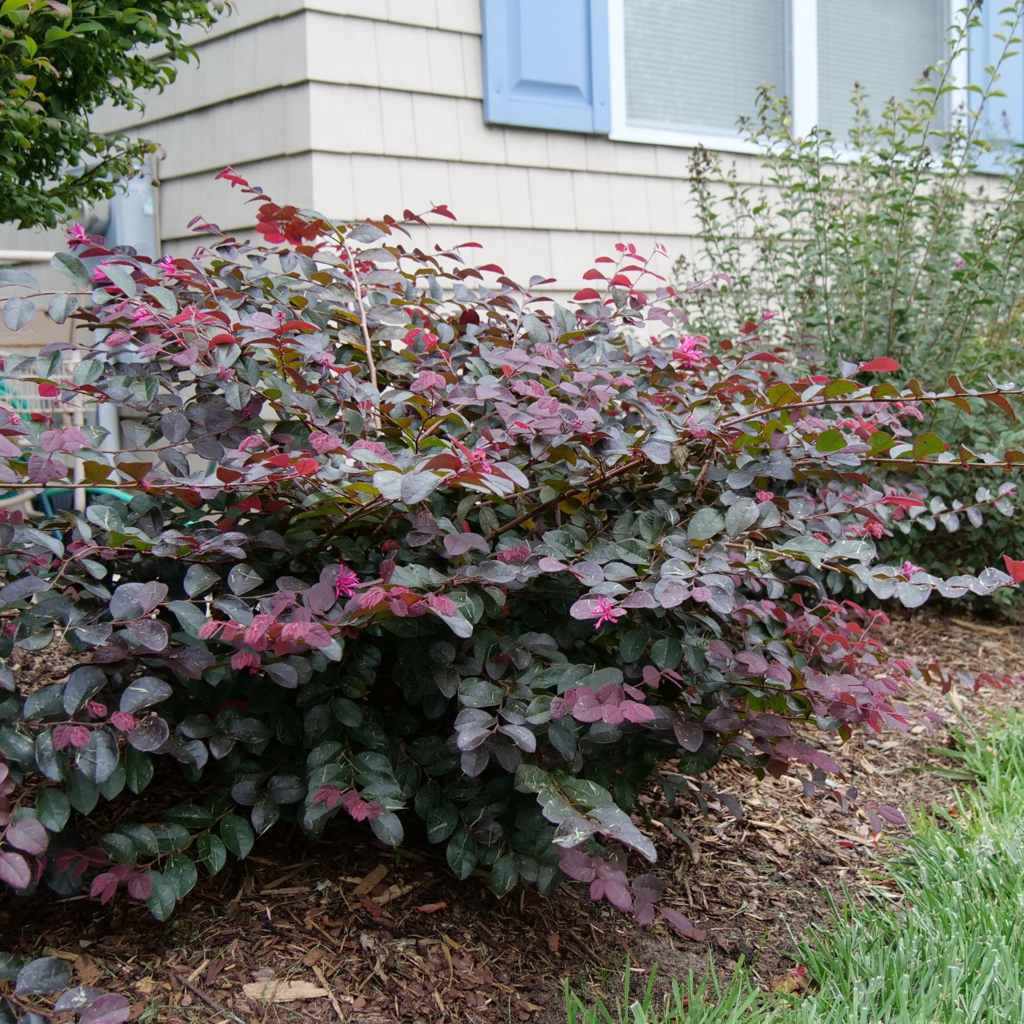 Proven Winners ColorChoice Jazz Hands Pink Loropetalum Live Shrub (2 Gallon)