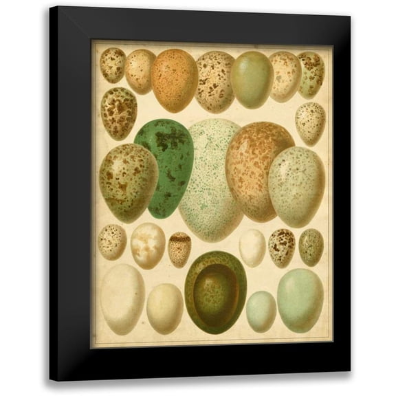 Meyers 12x14 Black Modern Framed Museum Art Print Titled - Vintage Bird Eggs II