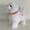 G, variant on Interactive Robot Dog Toy with Sound Control,Walking & Barking Electronic Puppy,Touch Sensor & Music Robotic Pet for Teens