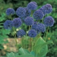 thumbnail image 2 of Van Zyverden Allium Azureum Blue Globe Onions 25 Bulbs Partial Sun Perennial Deer Resistant 1 lb, 2 of 8