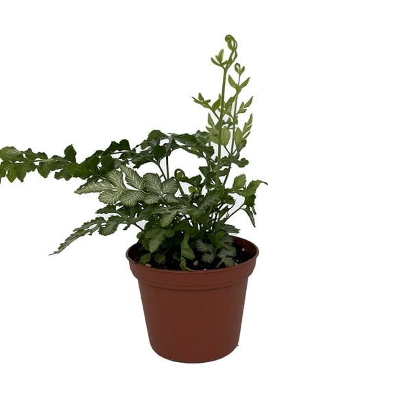 Silver Lace Table Fern - Pteris ensiformis - 2.5" Pot - Easy House Plant