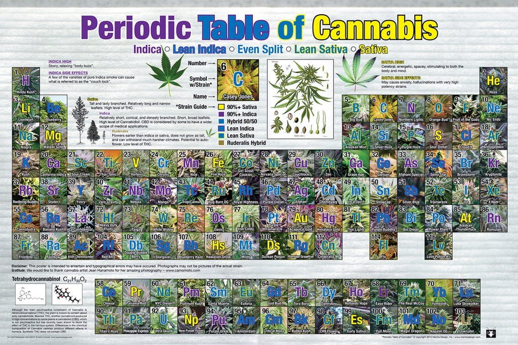 Poster Periodic Table of Cannabis Poster 36x24" N241349