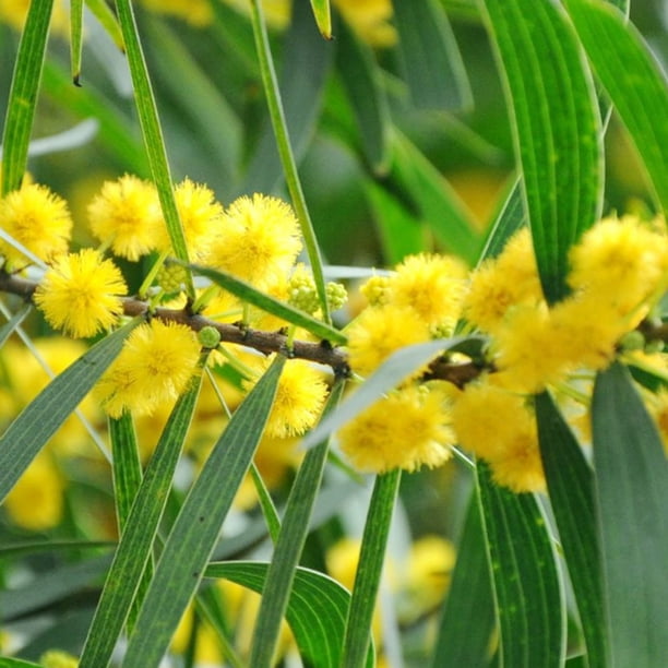 Semillas de Acacia saligna | Transforma tu jardín con flores exóticas