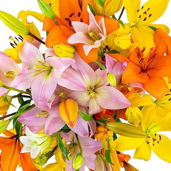 Lilies in All Flowers - Walmart.com