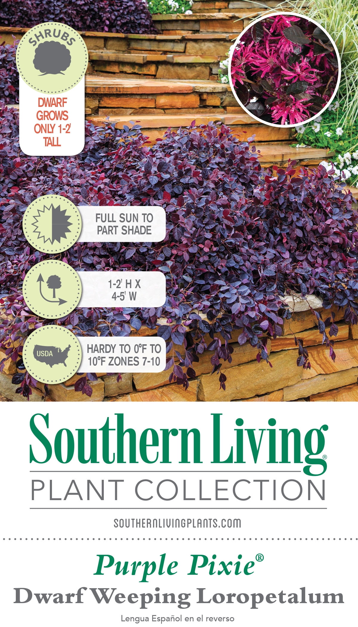 Southern Living Purple Pixie Loropetalum Live Shrub in 3-Gallon Grower Pot