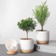 thumbnail image 5 of Macetas dobles para suculentas yuxing creativas verdes para decoración de mesa y jardín L, 5 of 5