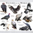 thumbnail image 3 of CafePress - Vultures Of The World Light T Shirt - Men's Classic Graphic T-Shirt, 3 of 4