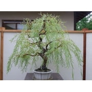 Weeping Willow Tree - 3-4 Feet Tall - ( 2.5 QT ) - Fast growing - Full sun