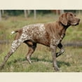 thumbnail image 3 of CafePress - German Shorthair Pointer Full T Shirt - Men's Classic Graphic T-Shirt, 3 of 4