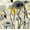 Snow Day Gray Flower, variant on Elephant Stock Yellow Poppies Wall Art - Horizontal Canvas Wall Art - Living Room Wall Decor - Floral And Botanical Canvas - Gray And Yellow Decor - 12" x 8"
