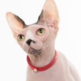 thumbnail image 4 of Collar para gato Nuvuq rojo con cierre de seguridad, suave y liviano, 17,5-26 cm, 4 of 7