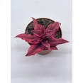 thumbnail image 3 of Cryptanthus Bivittatus, 2 inch, Red Star Bromeliad, Tiny Mini Pixie Plant, Bright Pink, 3 of 8