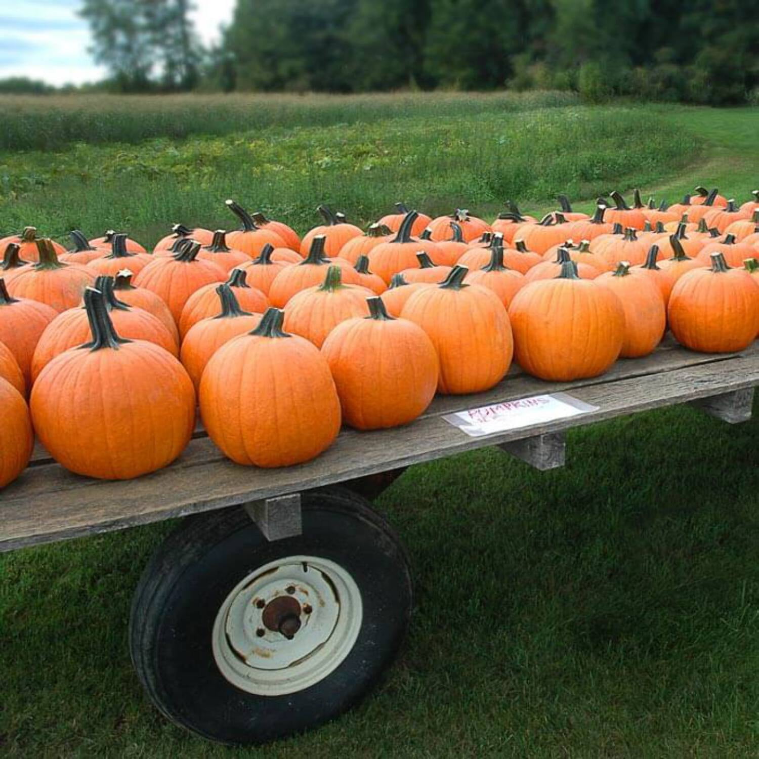 Pumpkin seeds promo seeds