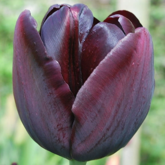 Queen of Night Single Late Tulip 10 Bulbs - 12/ cm Bulbs