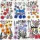 thumbnail image 2 of Pressed Flowers Small Dried Flowers Scrapbooking Diy Preserved Flower Decor, 2 of 4