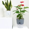 thumbnail image 3 of Flower Pot Anti-deform Detachable Good 2 Layer Self-watering Succulent Plant Pot, 3 of 4