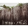 thumbnail image 2 of Kazumasa, Ogawa 24x20 White Modern Wood Framed Museum Art Print Titled - Wistaria Chinensis, 2 of 4