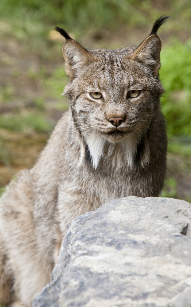 Captive Close Up Of A Lynx At The Alaska Wildlife Conservation Center