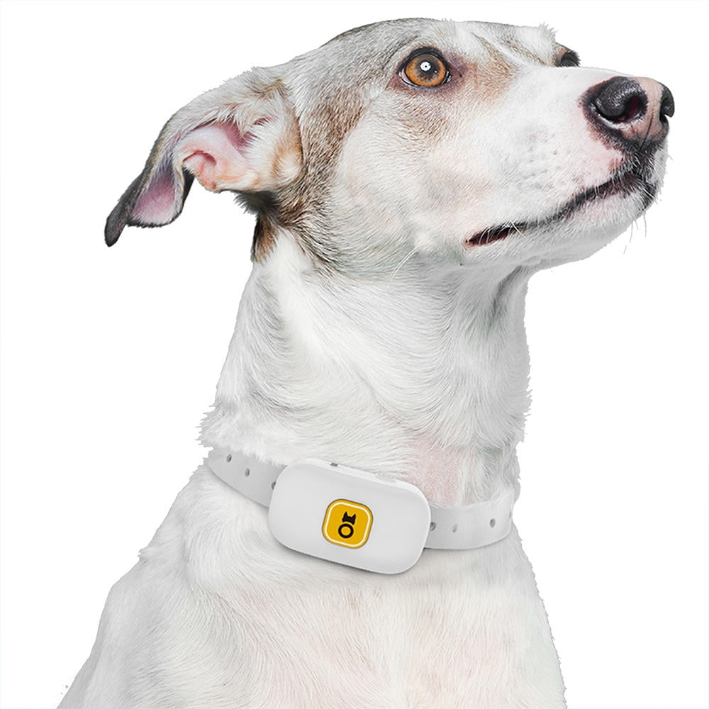 Best Electric Dog Collars Of 2022 (Review And Top Picks) atelieryuwa