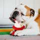 thumbnail image 4 of Juguetes Masticables Para Cachorros | Juguetes Para Morder Para Cachorros Juguete Interactivo Para Mascotas Para La Limpieza Dental Y El Aburrimiento, Juguetes Navideños Para Perros, 4 of 6