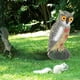 thumbnail image 3 of Escultura de espantapájaros de pájaro de señuelo de falso, disuasión de pájaros de de plástico, protectores de jardín, decoración de , DYNWAVEMX estatua de señuelo de búho, 3 of 8