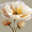 Creamy Yellow Peony Oil Painting, variant on Qisvanset Cute Ginger Kitten Sleeping Canvas Wall Art 15.75x11.81 Inches