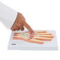 thumbnail image 3 of Axis Scientific Hand and Wrist Joint Cross Section Anatomy Model, Anatomical Replica of the Hand and Wrist, Includes Product Manual, Students Medical Professionals Professors Display, 3 of 5