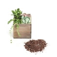 thumbnail image 2 of Desktop Succulent Wonder, 2 of 3