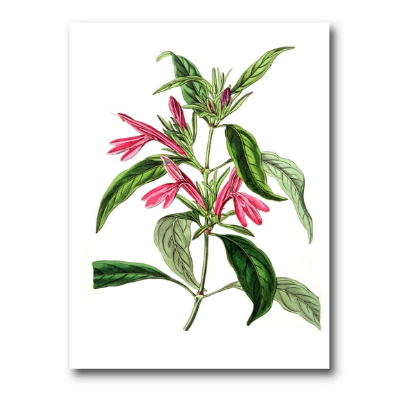 Ancient American Flora VII 12 in x 8 in Painting Canvas Art Print, by Designart