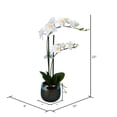 thumbnail image 3 of Vickerman 23" Artificial White Phalaenopsis In Metal Pot., 3 of 3