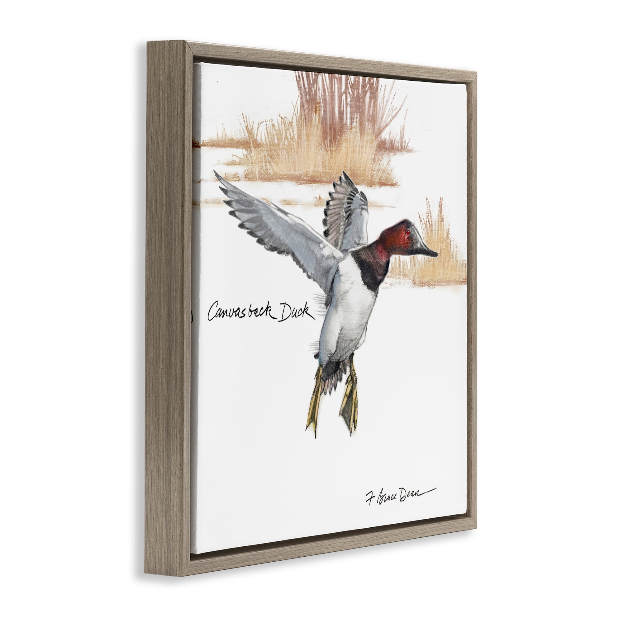 Stupell Industries Canvasback Duck Flying Animals Painting Brown Floater Framed Canvas Art Print Wall Art, 18 x 18