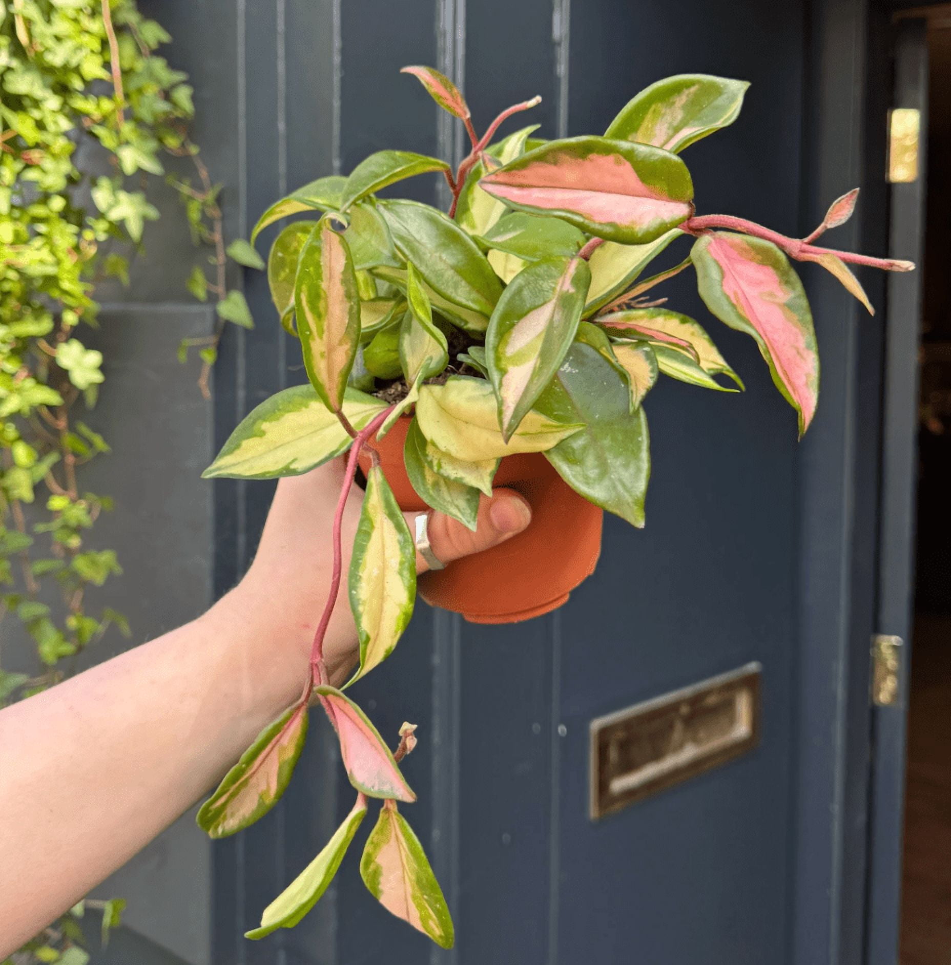 Hoya Carnosa Tricolor Plant Live for Planting, Tricolor Hoya Carnosa Plant in 2 Inch Pot for Indoor Outdoor