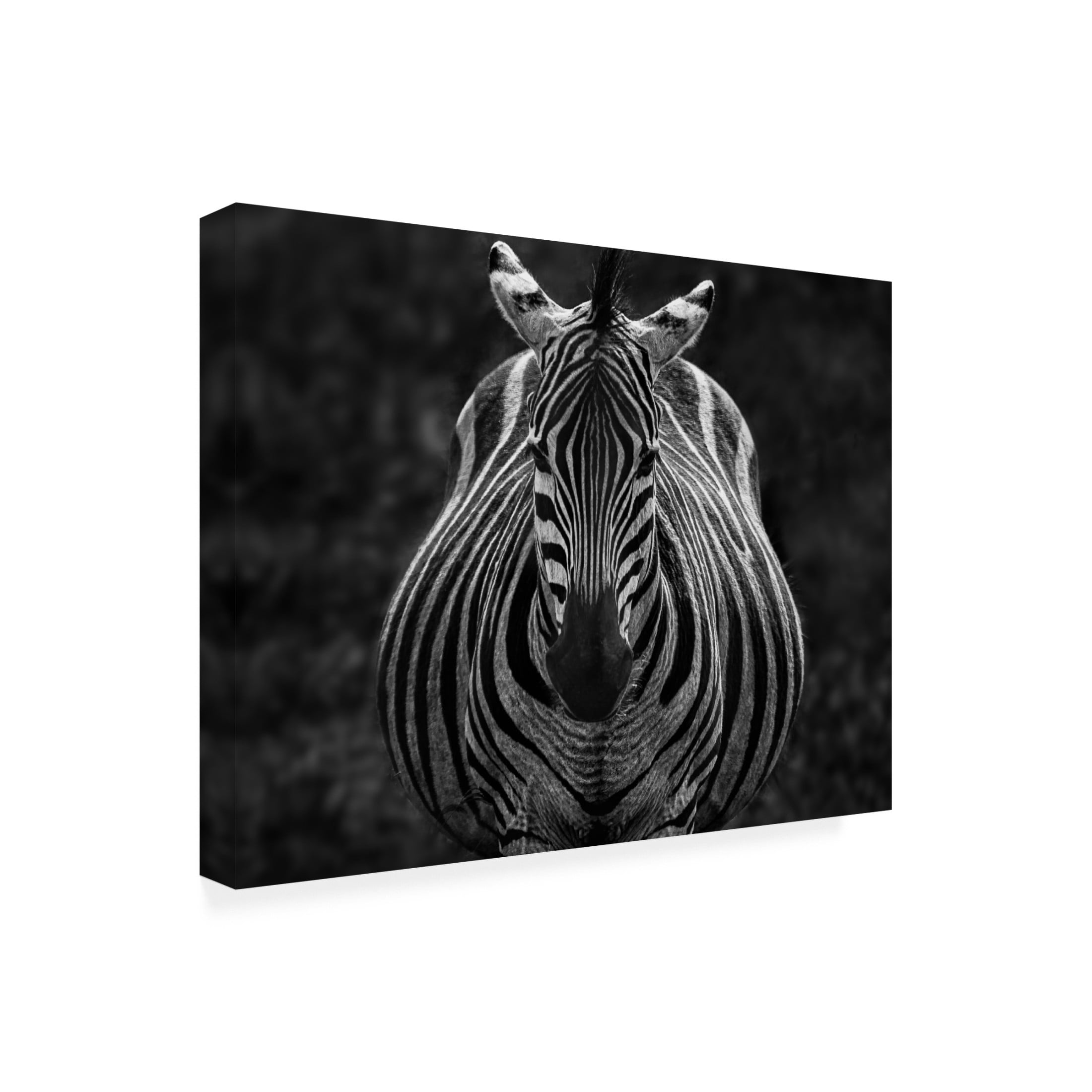 Trademark Fine Art Jiong Chen Stare Canvas Wall Art