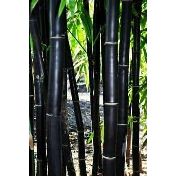 CZ Grain 100 Rare Black Bamboo Plant Seeds, Exotic