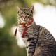 thumbnail image 3 of Collar para Mascotas jinwen Adorable Gato Pajarita de Navidad Bufanda de Año Nuevo rojo, 3 of 8