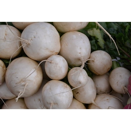 Turnip Shogoin Deer Food Plot Great Heirloom Vegetable Seeds by Seed Kingdom Bulk 90,000 Seeds