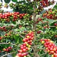 thumbnail image 4 of Brickhouse 100% Arabica Dark Roast Whole Bean Coffee, 2LB, Bean To Cup, 4 of 5