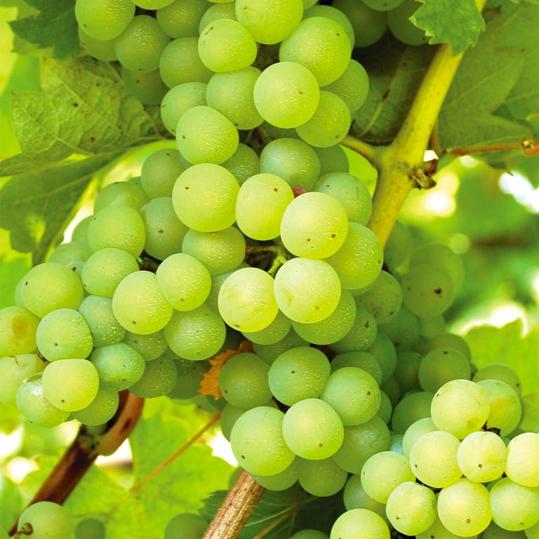 Van Zyverden Grape Collection Seedless (Set of 2 Dormant Van Zyverden Grape Collection Seedless (Set of 2 Dormant