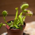 thumbnail image 6 of Altman Plants 3.5" Venus Fly Trap Live Plant with Grower Pot, 6 of 8