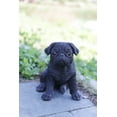 thumbnail image 5 of Décoration de Jardin Statue d'Animal Chiot Pug, 5 of 5