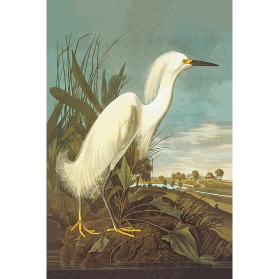 Art.com Snowy Egret Art Print by John James Audubon, 16" x 24"