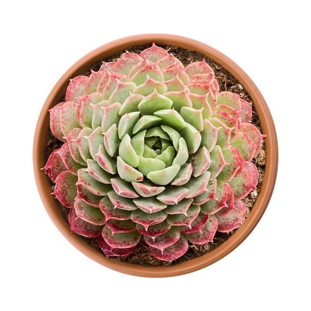 New Echeveria Red Hole Succulent Plant  Fully Rooted in 4  Planter Pot Live Rare Red Wedding Succulents Baby Shower Decor Friendly for Pets
