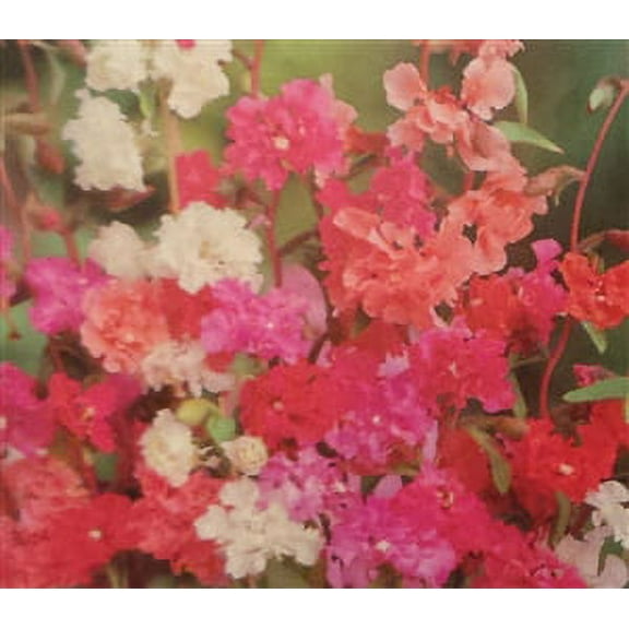 Clarkia Double Mix Seed - 1 Packet